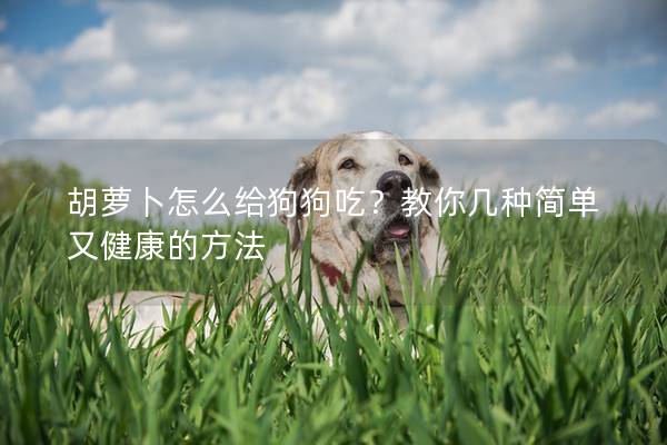 胡蘿卜怎么給狗狗吃？教你幾種簡單又健康的方法