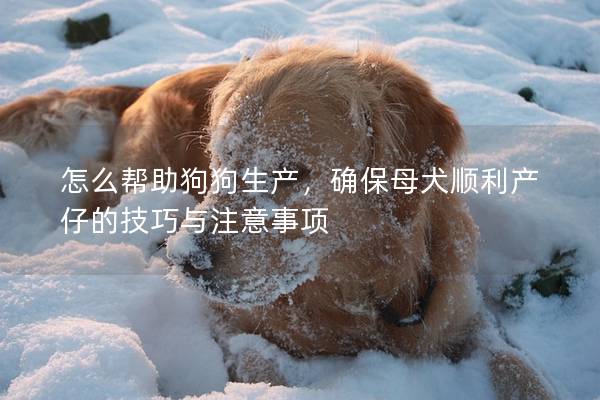 怎么幫助狗狗生產(chǎn)，確保母犬順利產(chǎn)仔的技巧與注意事項