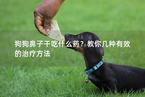 狗狗鼻子干吃什么藥？教你幾種有效的治療方法