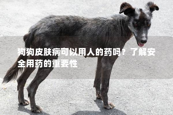 狗狗皮膚病可以用人的藥嗎？了解安全用藥的重要性