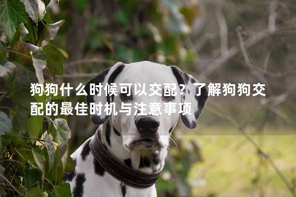 狗狗什么時候可以交配？了解狗狗交配的最佳時機與注意事項