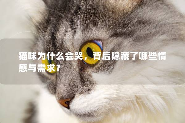 貓咪為什么會哭，背后隱藏了哪些情感與需求？