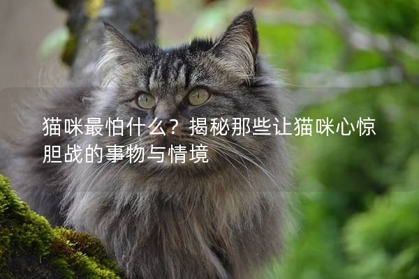 貓咪最怕什么？揭秘那些讓貓咪心驚膽戰的事物與情境