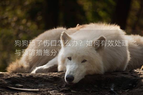 狗狗舔了傷口怎么辦？如何有效處理與預(yù)防措施分享