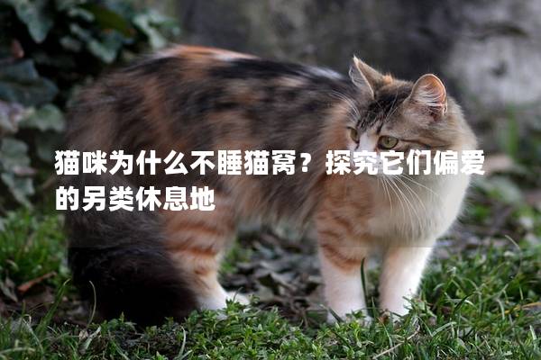 貓咪為什么不睡貓窩？探究它們偏愛的另類休息地