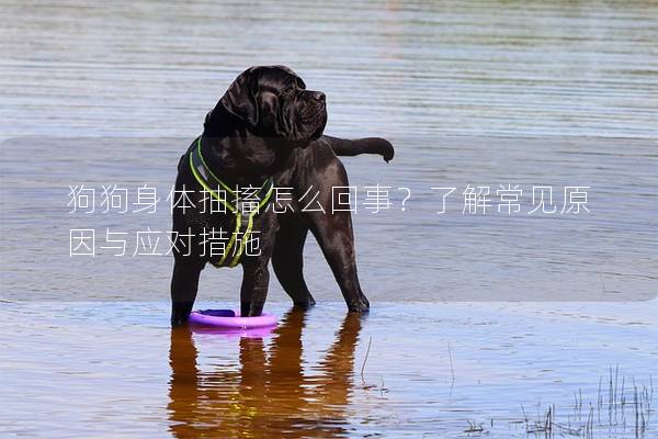 狗狗身體抽搐怎么回事?了解常見原因與應對措施 狗狗身體抽搐怎么回事?了解常見原因與應對措施