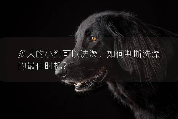 多大的小狗可以洗澡，如何判斷洗澡的最佳時機？