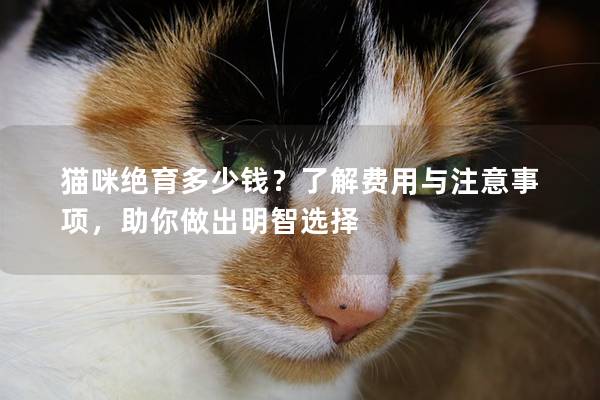 貓咪絕育多少錢？了解費用與注意事項，助你做出明智選擇