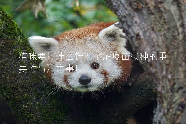 貓咪要打什么針？了解疫苗接種的重要性與注意事項(xiàng)