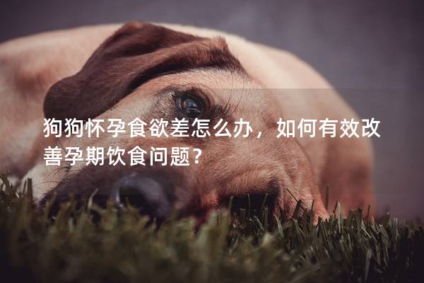 狗狗懷孕食欲差怎么辦，如何有效改善孕期飲食問(wèn)題？