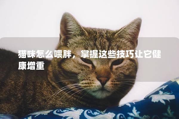 貓咪怎么喂胖，掌握這些技巧讓它健康增重