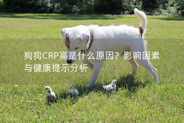 狗狗CRP高是什么原因?影響因素與健康提示分析 狗狗CRP高是什么原因?影響因素與健康提示分析