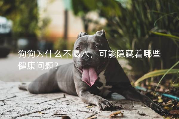 狗狗為什么不喝水，可能隱藏著哪些健康問(wèn)題？