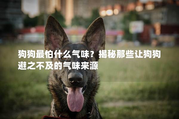 狗狗最怕什么氣味？揭秘那些讓狗狗避之不及的氣味來源