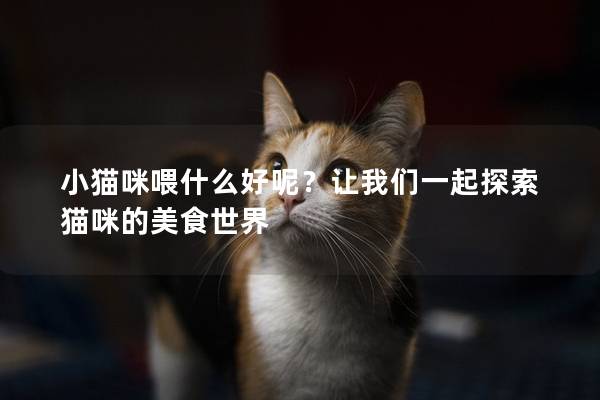 小貓咪喂什么好呢？讓我們一起探索貓咪的美食世界