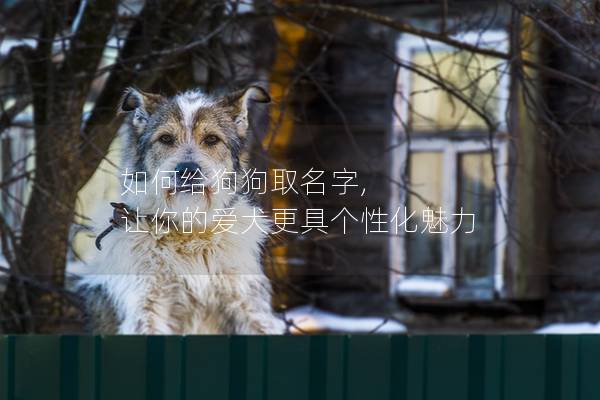如何給狗狗取名字, 讓你的愛犬更具個性化魅力 如何給狗狗取名字, 讓你的愛犬更具個性化魅力