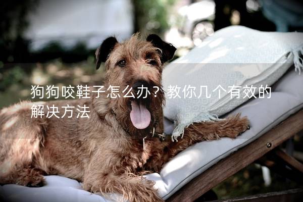 狗狗咬鞋子怎么辦？教你幾個有效的解決方法