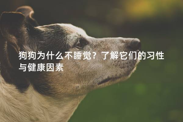 狗狗為什么不睡覺？了解它們的習(xí)性與健康因素