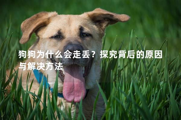 狗狗為什么會(huì)走丟？探究背后的原因與解決方法