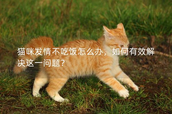 貓咪發情不吃飯怎么辦，如何有效解決這一問題？