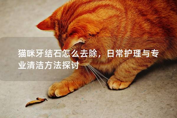 貓咪牙結石怎么去除，日常護理與專業清潔方法探討