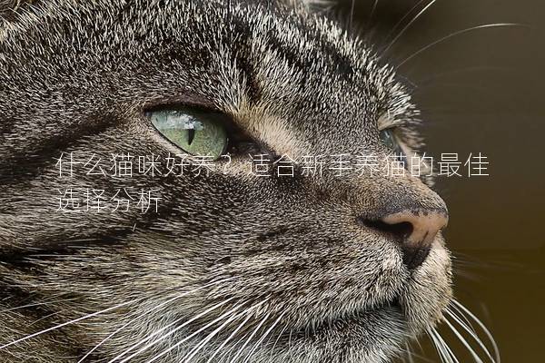 什么貓咪好養(yǎng)？適合新手養(yǎng)貓的最佳選擇分析