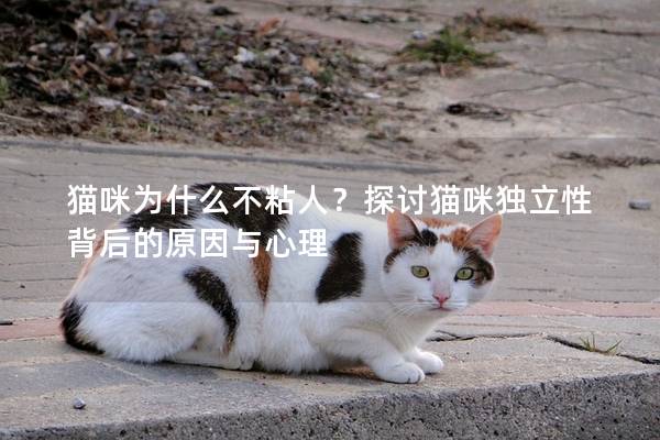 貓咪為什么不粘人？探討貓咪獨立性背后的原因與心理