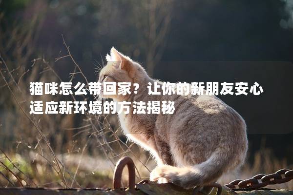 貓咪怎么帶回家？讓你的新朋友安心適應新環(huán)境的方法揭秘