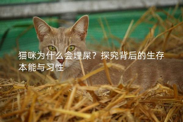 貓咪為什么會埋屎？探究背后的生存本能與習(xí)性