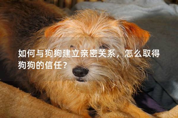 如何與狗狗建立親密關(guān)系，怎么取得狗狗的信任？
