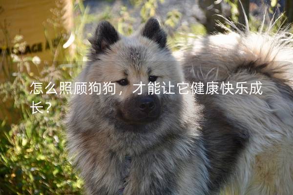 怎么照顧狗狗,才能讓它健康快樂成長? 怎么照顧狗狗,才能讓它健康快樂成長?
