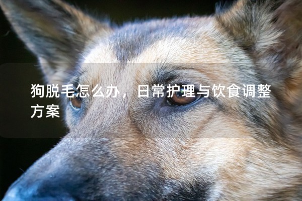 狗脫毛怎么辦，日常護理與飲食調整方案