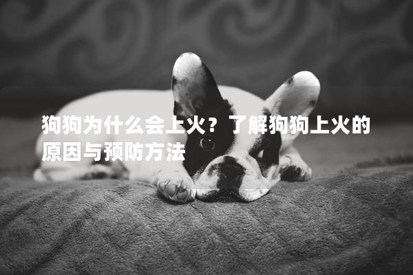 狗狗為什么會上火？了解狗狗上火的原因與預防方法