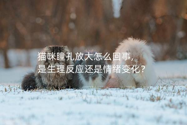 貓咪瞳孔放大怎么回事, 是生理反應(yīng)還是情緒變化？