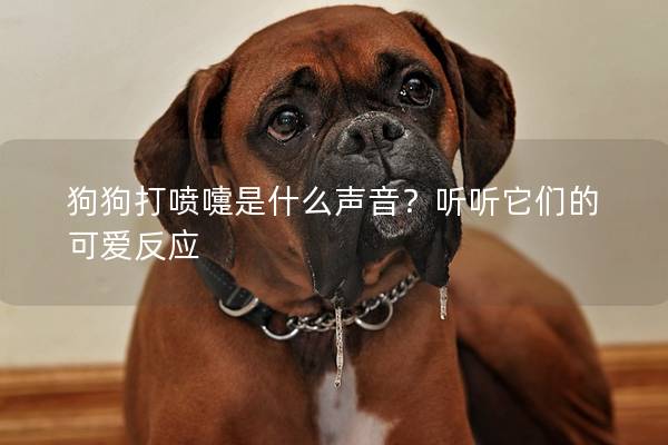 狗狗打噴嚏是什么聲音？聽聽它們的可愛反應