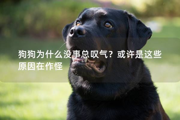 狗狗為什么沒事總嘆氣？或許是這些原因在作怪