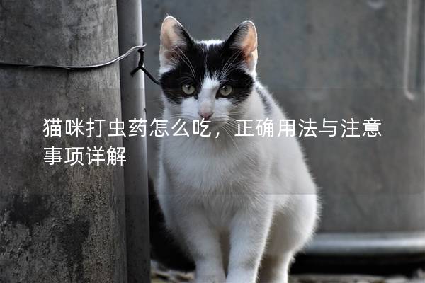 貓咪打蟲藥怎么吃，正確用法與注意事項詳解