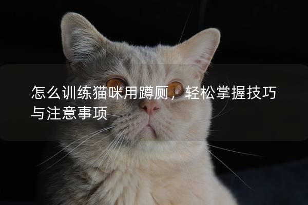 怎么訓練貓咪用蹲廁，輕松掌握技巧與注意事項
