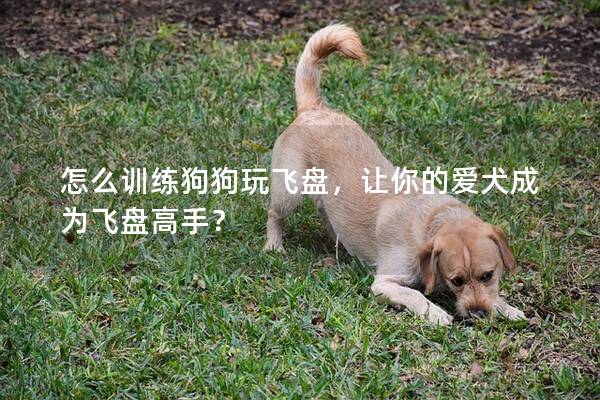 怎么訓練狗狗玩飛盤，讓你的愛犬成為飛盤高手？