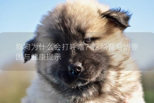 狗狗為什么會打呼嚕？探秘背后的原因與健康提示