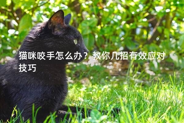 貓咪咬手怎么辦？教你幾招有效應對技巧