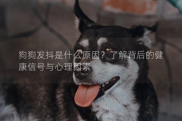 狗狗發抖是什么原因?了解背后的健康信號與心理因素 狗狗發抖是什么原因?了解背后的健康信號與心理因素