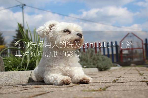 狗狗洗澡用人的洗發(fā)水可以嗎？了解其對(duì)狗狗皮膚的影響