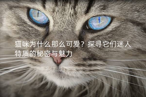 貓咪為什么那么可愛？探尋它們迷人特質的秘密與魅力