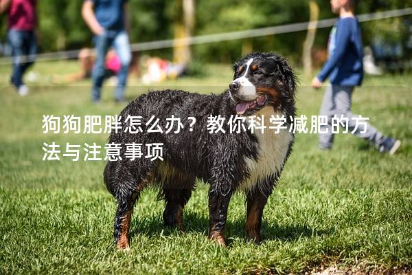 狗狗肥胖怎么辦？教你科學減肥的方法與注意事項