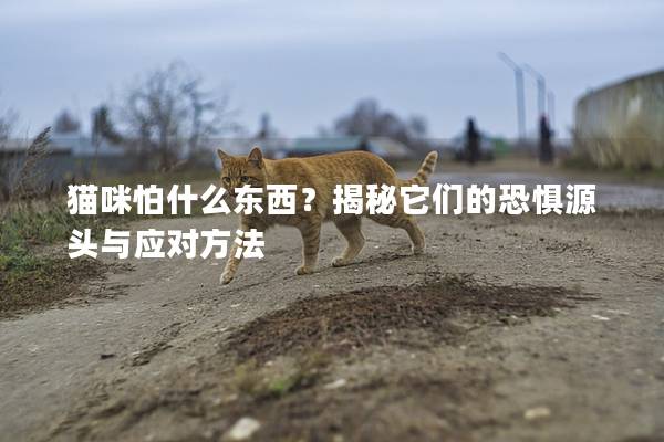 貓咪怕什么東西？揭秘它們的恐懼源頭與應(yīng)對方法