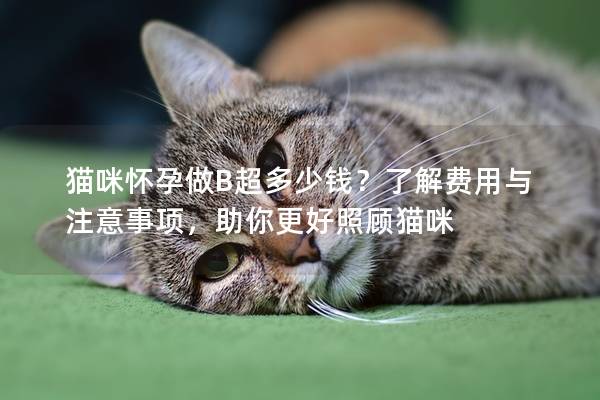貓咪懷孕做B超多少錢？了解費(fèi)用與注意事項(xiàng)，助你更好照顧貓咪