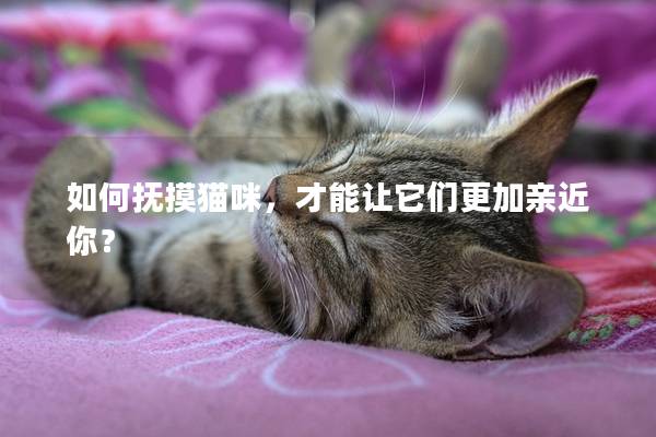 如何撫摸貓咪，才能讓它們更加親近你？