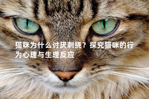 貓咪為什么討厭刺撓？探究貓咪的行為心理與生理反應