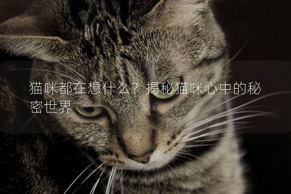 貓咪都在想什么？揭秘貓咪心中的秘密世界